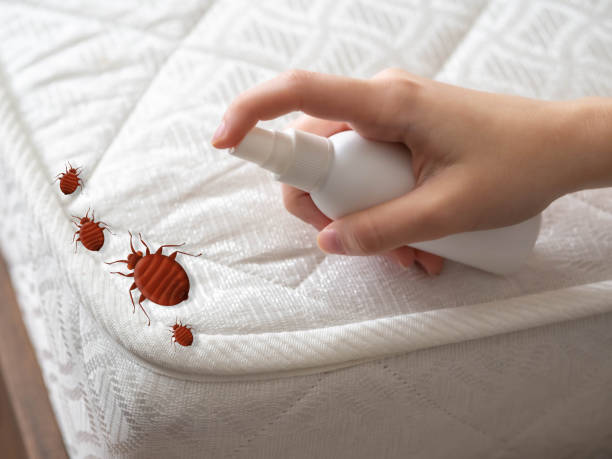 Best Spider Control Near Me  in Garfield, TX